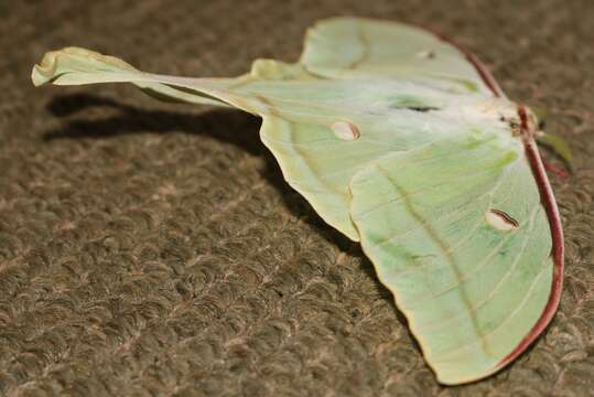 Image of Indian Luna Moth