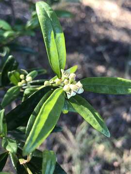 Image of Santalum obtusifolium R. Br.