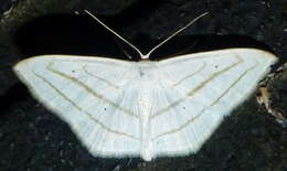 Image of Scopula ordinata Walker 1861