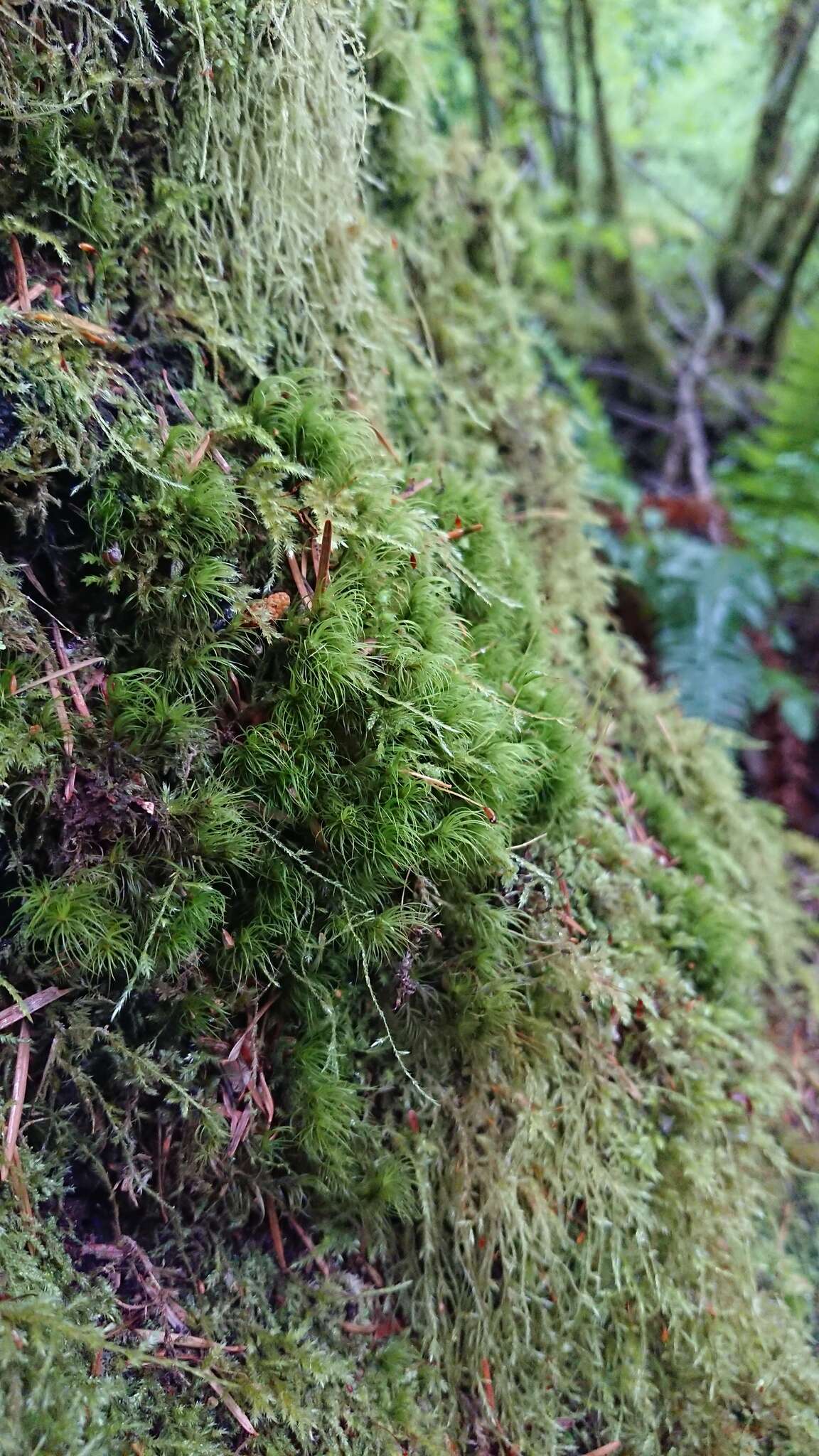 Image of dicranum moss