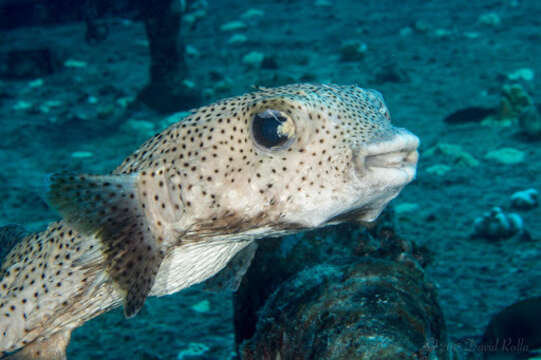 Diodon hystrix Linnaeus 1758 resmi