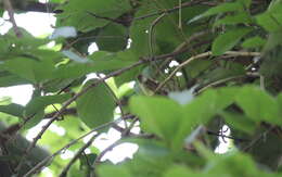 Image of Charlotte's Bulbul