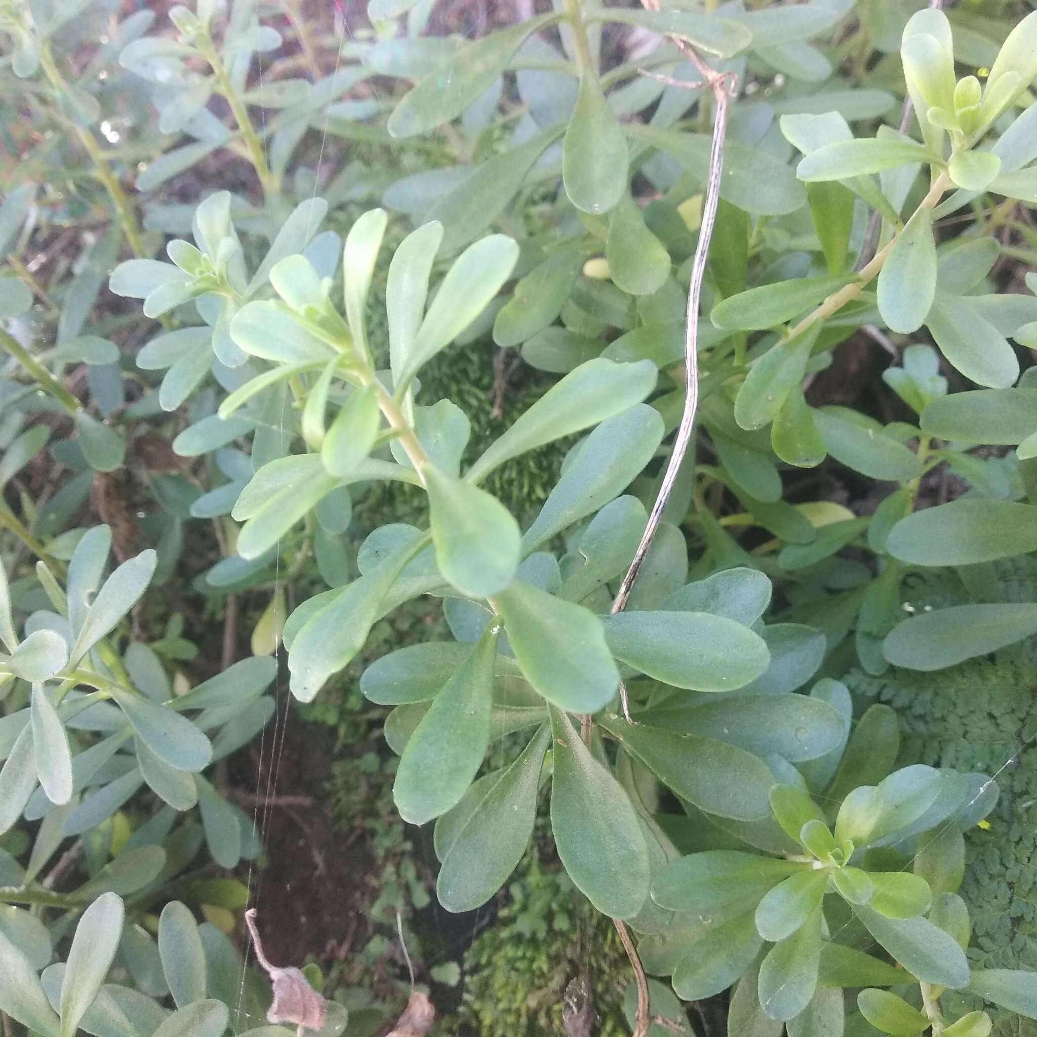 Image of Sedum quevae