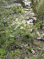 Image of <i>Psoralea rhizotoma</i>