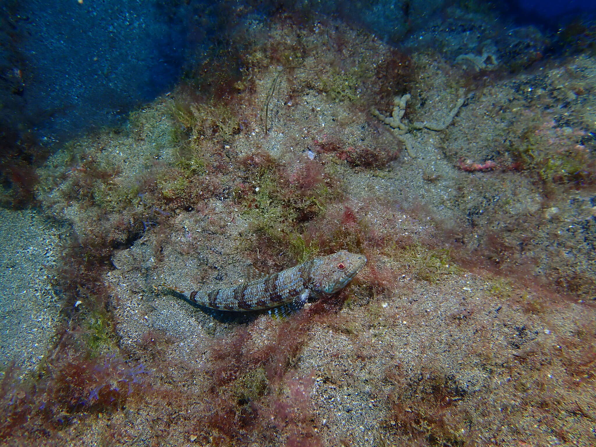 Image of Diamond Lizardfish