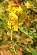 Image of Crotalaria globifera E. Mey.