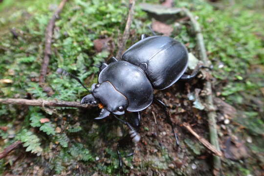 Image of Neolucanus sinicus (Saunders 1854)