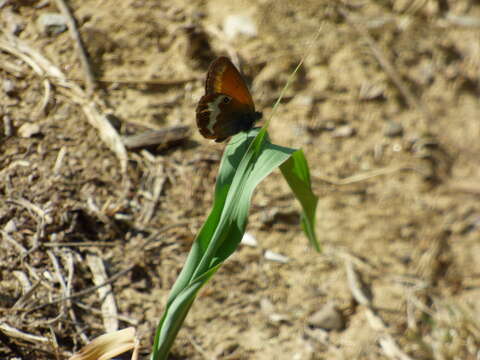 Coenonympha arcania Linnaeus 1761 resmi