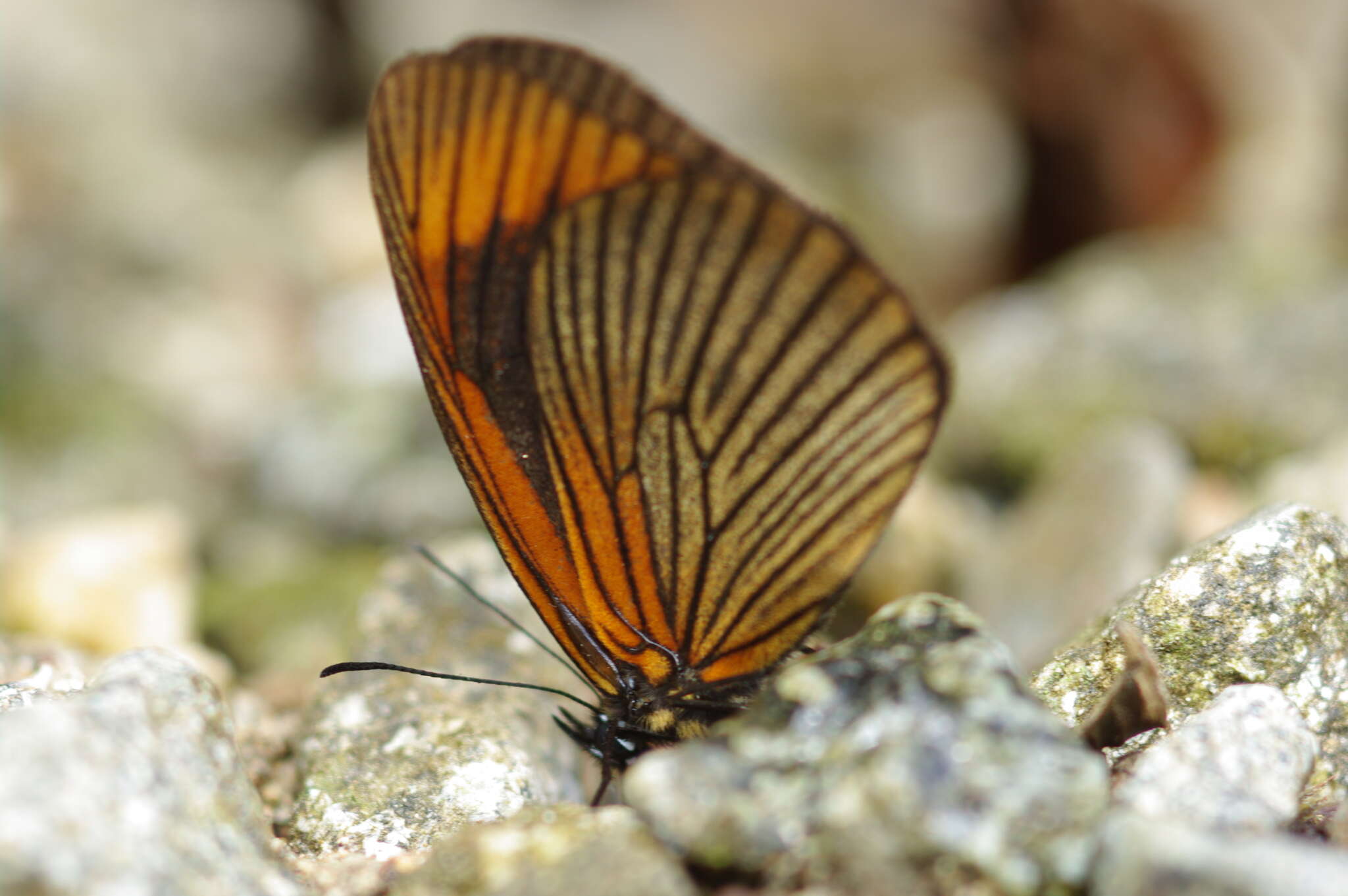 Image of Lymanopoda acraeida Butler 1868