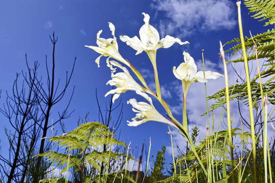 Image of Gladiolus undulatus L.