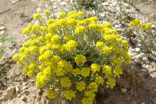 Sivun Alyssum tortuosum Waldst. & Kit. ex Willd. kuva