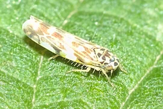 Image of Eupteryx (Eupteryx) urticae (Fabricius 1803)