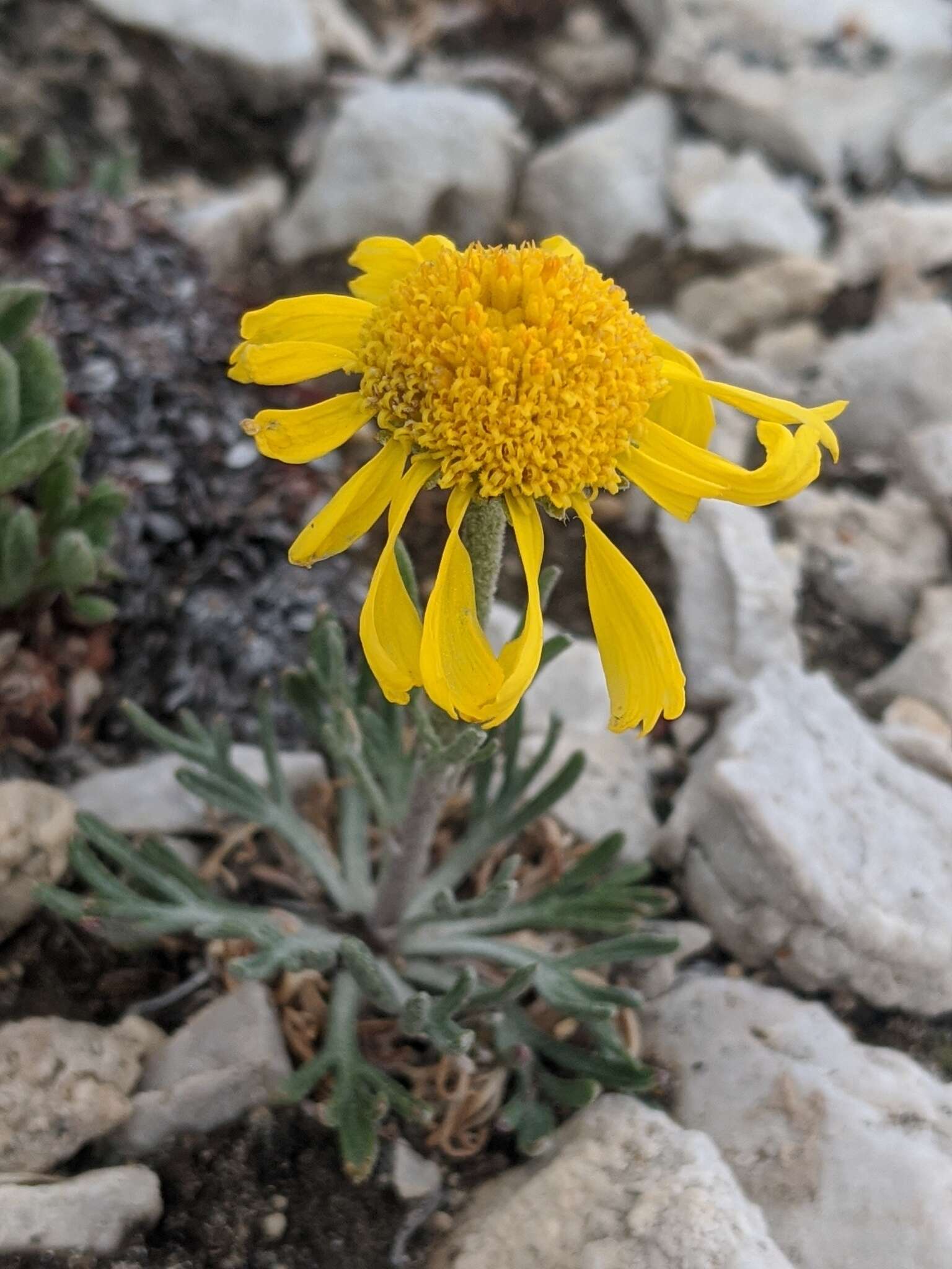 Image of Cooper's rubberweed