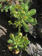 Image de Aeonium canariense subsp. virgineum (Webb) Bañares