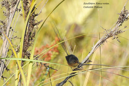 صورة Stipiturus malachurus malachurus (Shaw 1798)