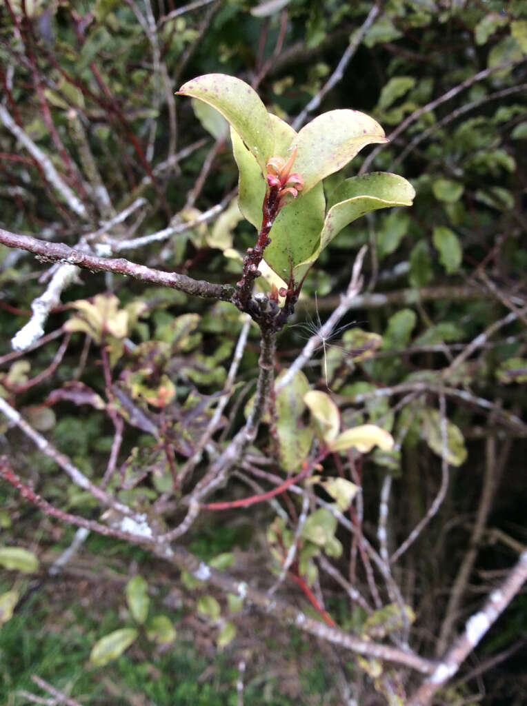 Plancia ëd Myrsine australis (A. Rich.) Allan