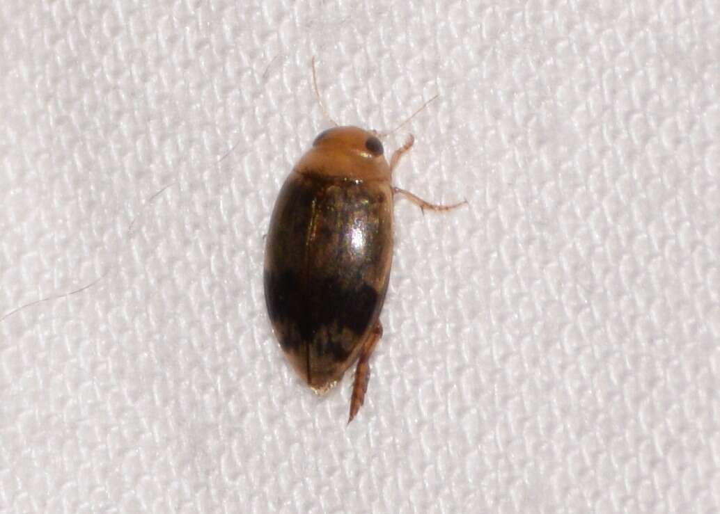 صورة Laccophilus fasciatus Aubé 1838