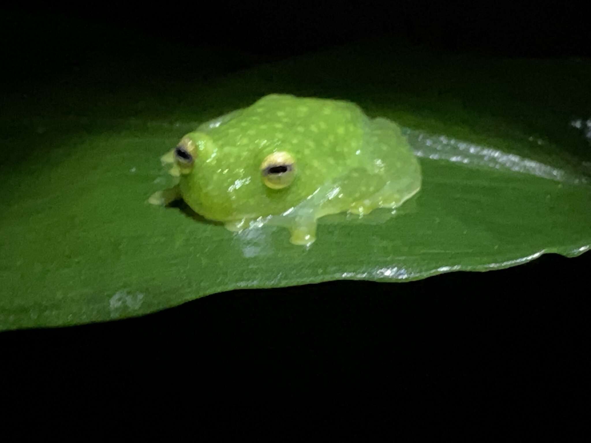 Image of Plantation Glass Frog