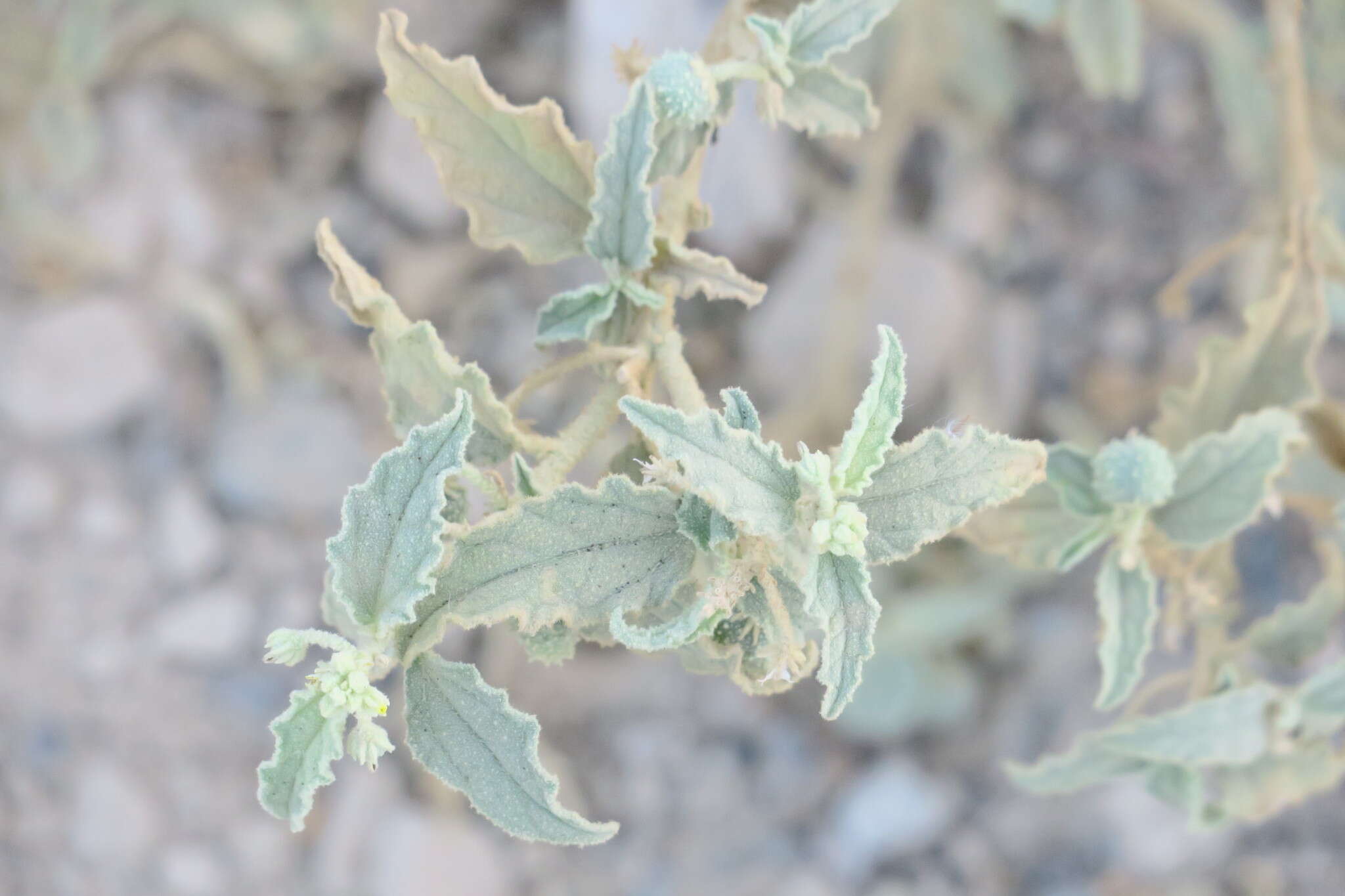 Image of Chrozophora oblongifolia (Delile) A. Juss. ex Spreng.