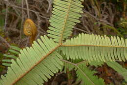 Image of Sticherus brackenridgei (Fourn.) St. John