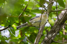 Image of Large-billed Antwren