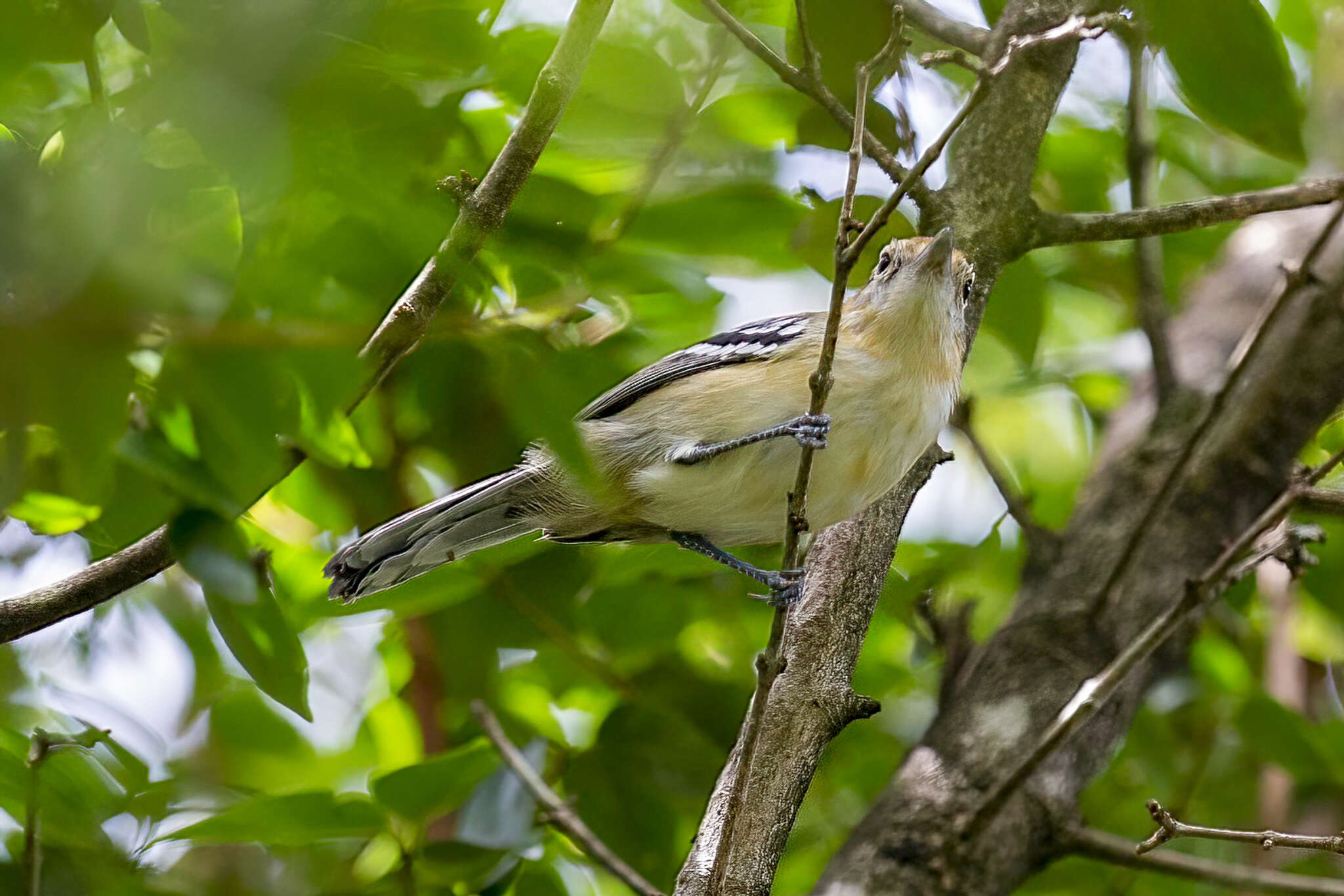 Слика од Herpsilochmus longirostris Pelzeln 1868