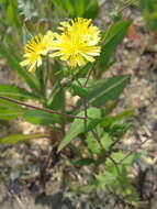 Image of Crepidiastrum sonchifolium (Maxim.) J. H. Pak & Kawano