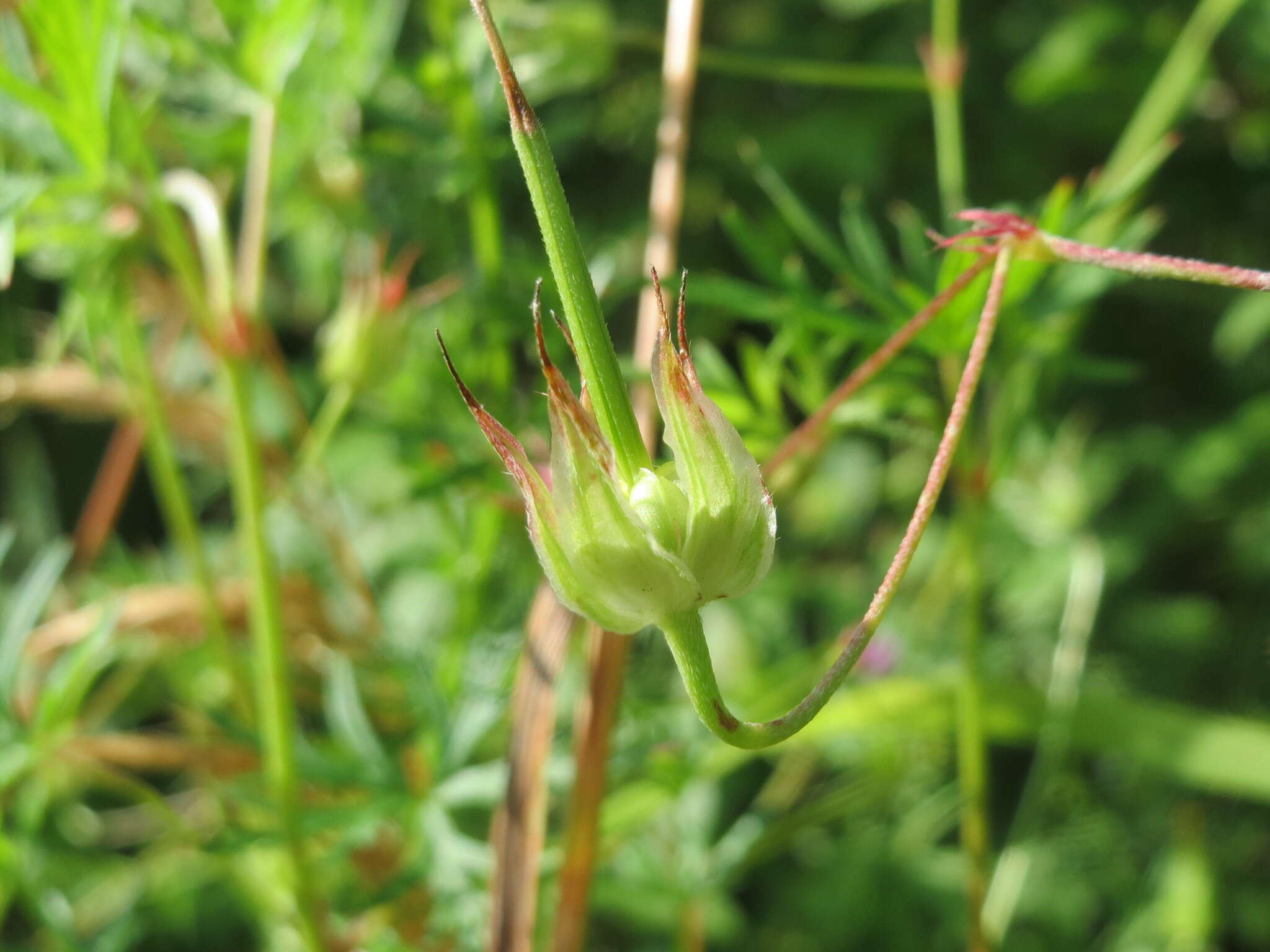 Plancia ëd Geranium columbinum L.