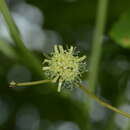 Image of Smilax ovalifolia Roxb. ex D. Don