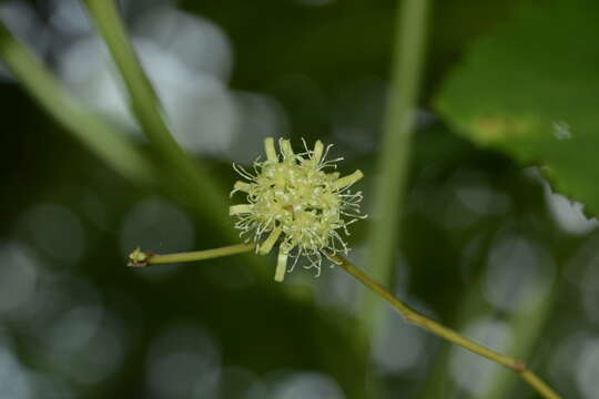 Image of Smilax ovalifolia Roxb. ex D. Don