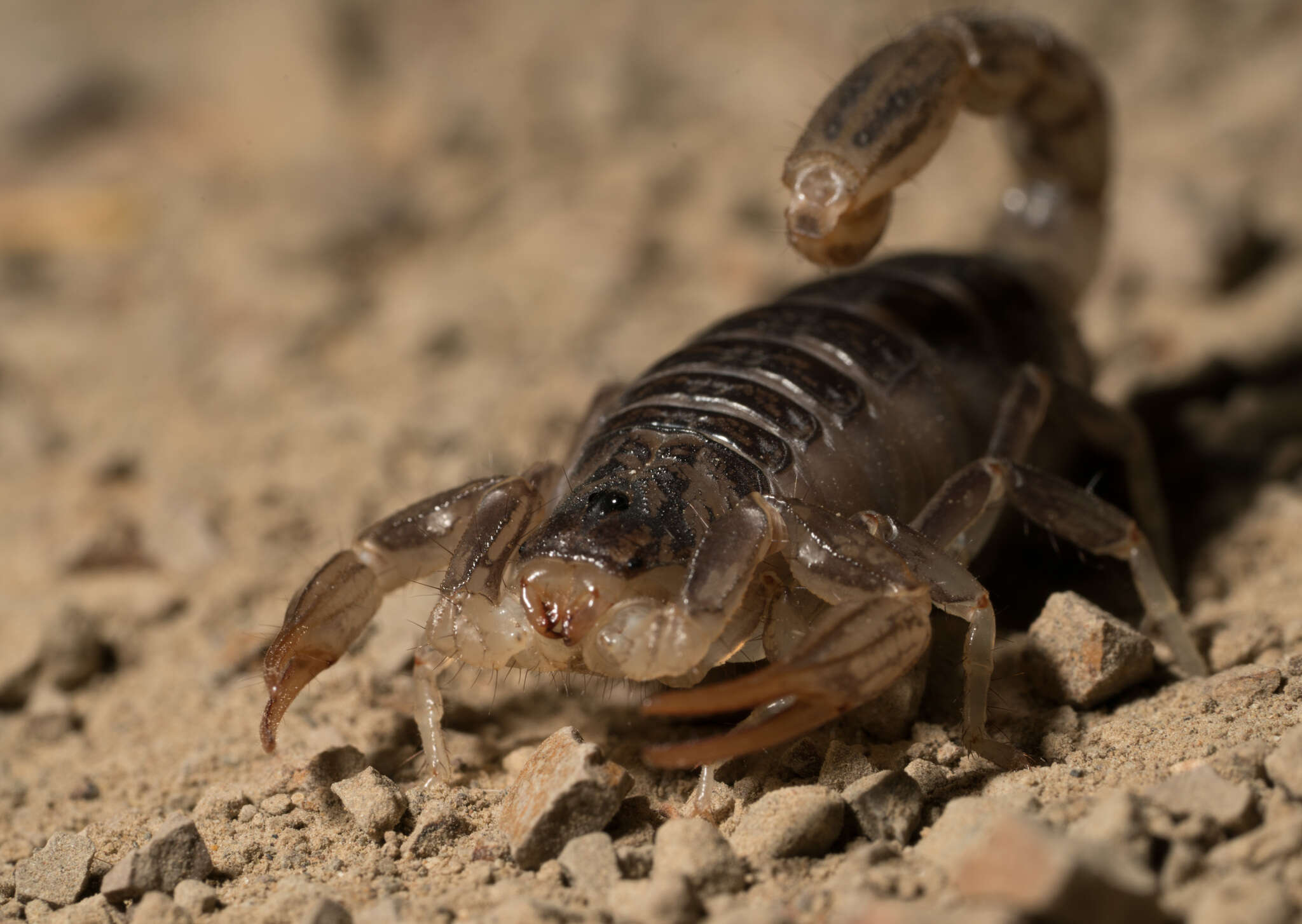 Image of California Common Scorpion