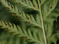 Image of Common Ground Fern