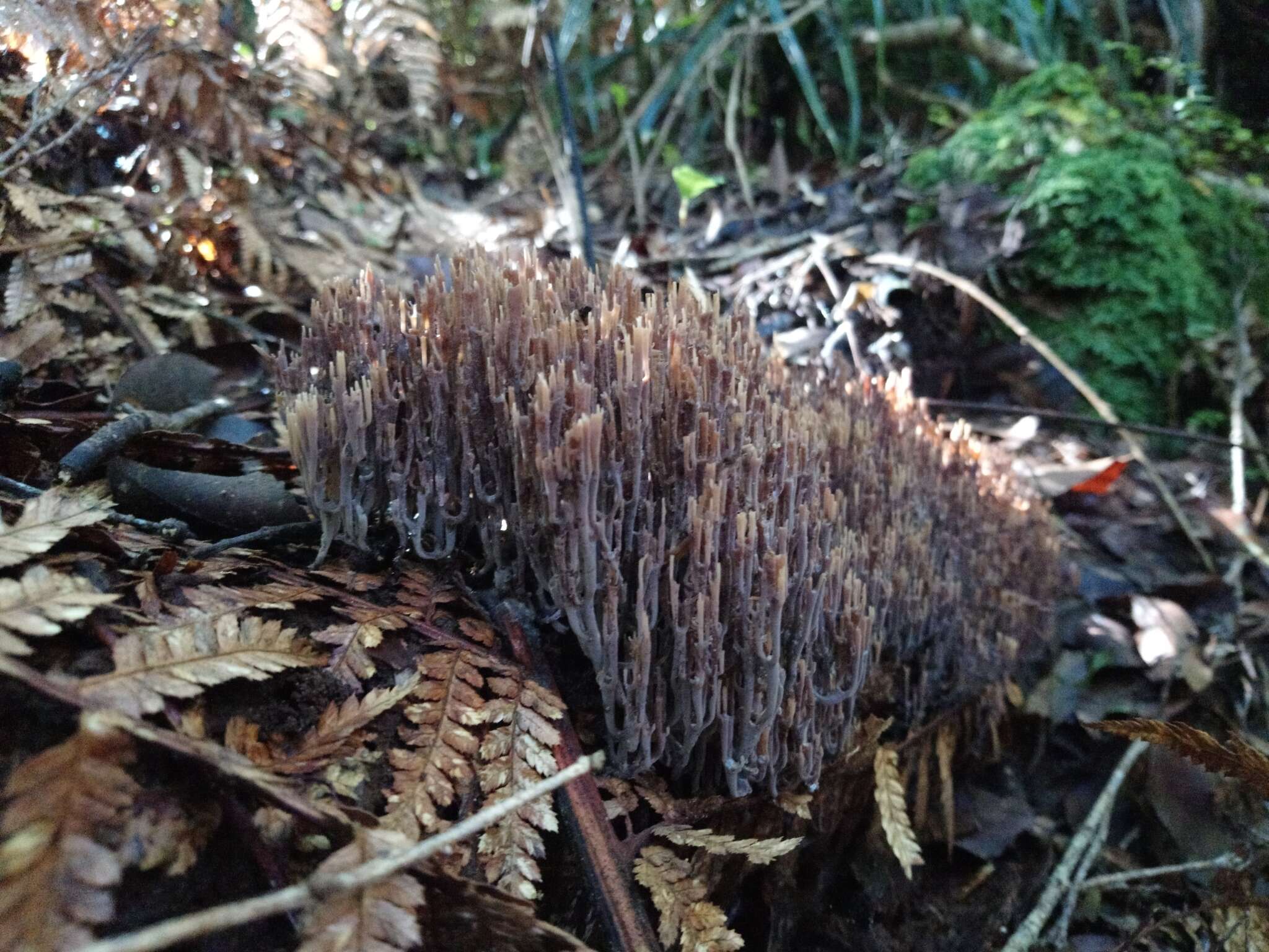 Artomyces turgidus (Lév.) Jülich 1982的圖片