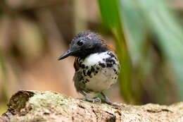 Image of Spotted Antbird