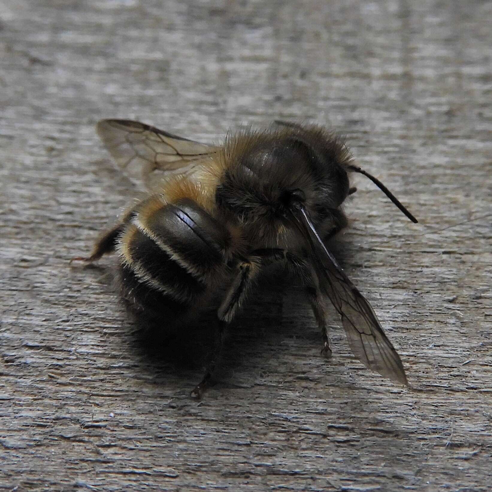 Image of Hornfaced Bee