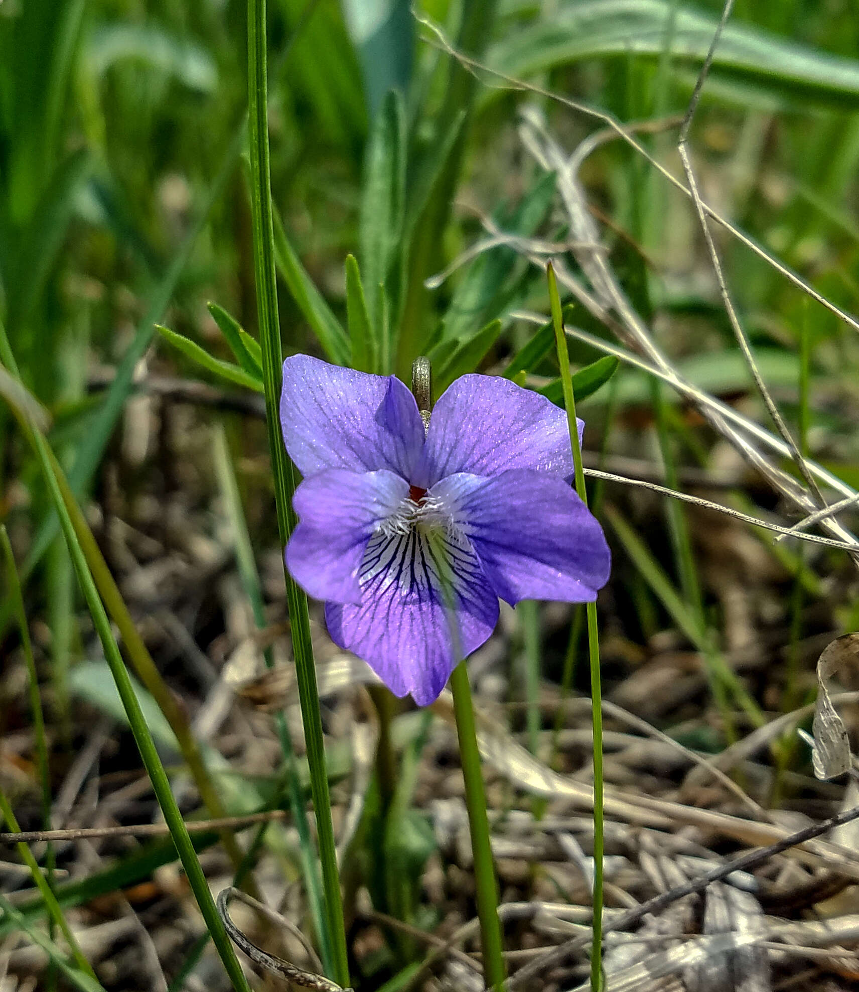 Image of prairie violet