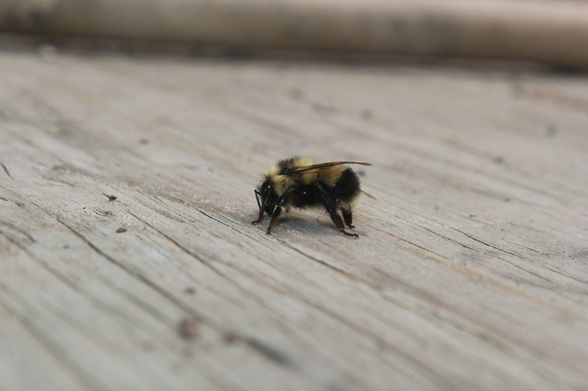 Image of Sanderson Bumble Bee