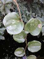 Image of Smilax aspericaulis Wall. ex A. DC.