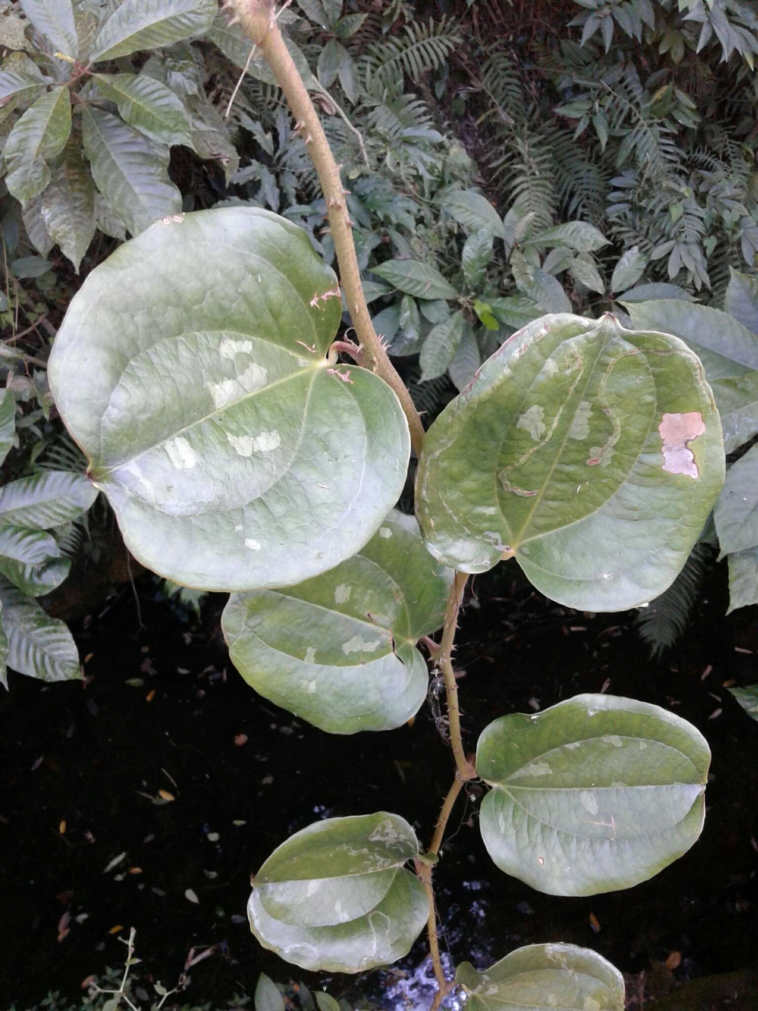 Image of Smilax aspericaulis Wall. ex A. DC.