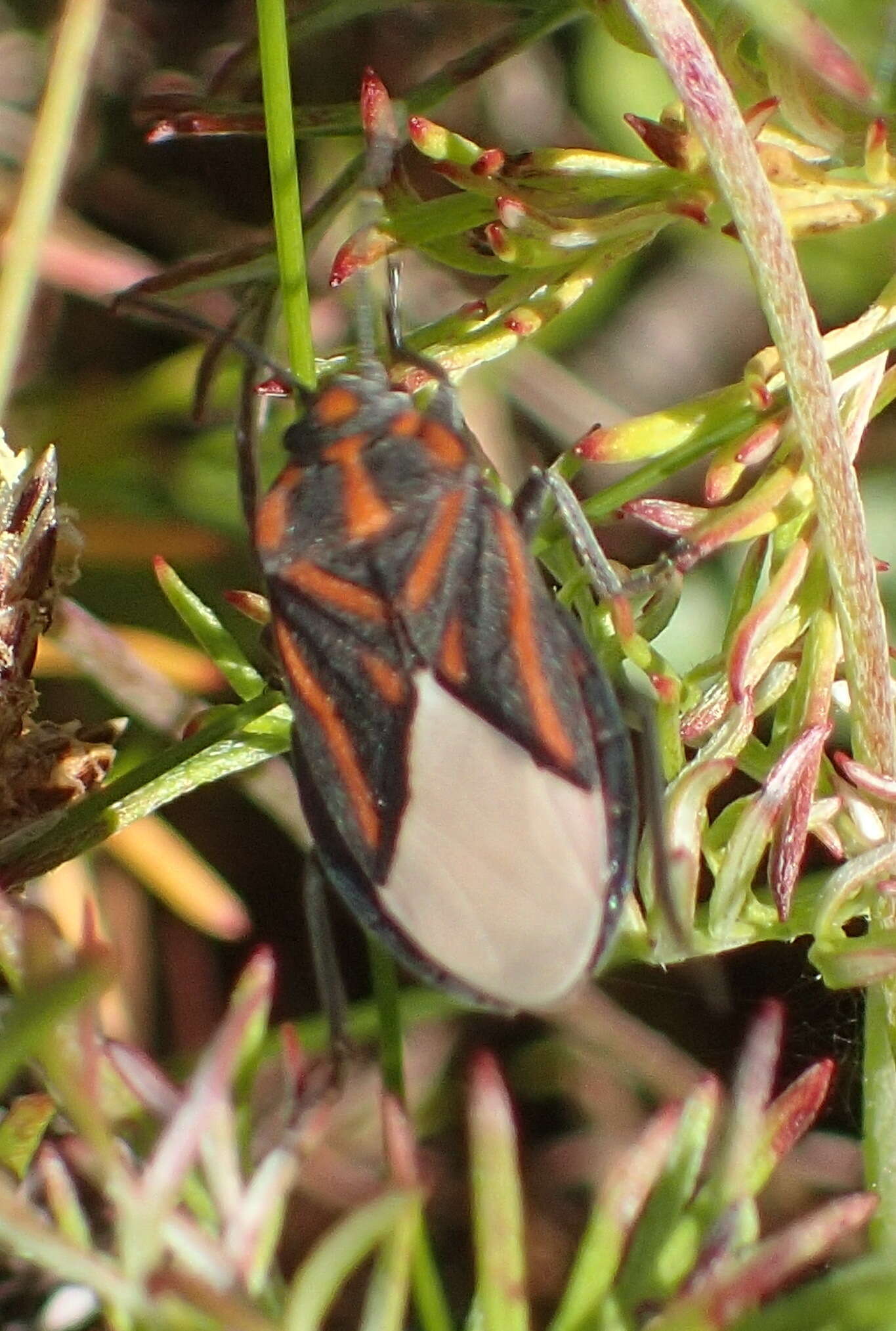 Image de Spilostethus trilineatus (Fabricius & J. C. 1794)