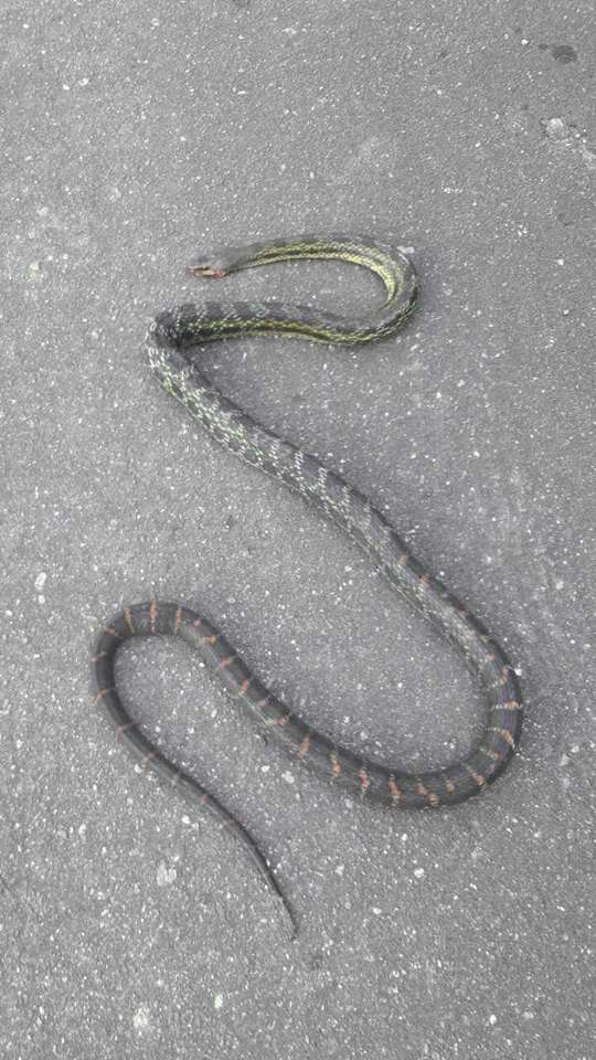 Image of Eastern Trinket Snake