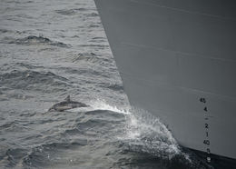 Image of Atlantic Spinner Dolphin