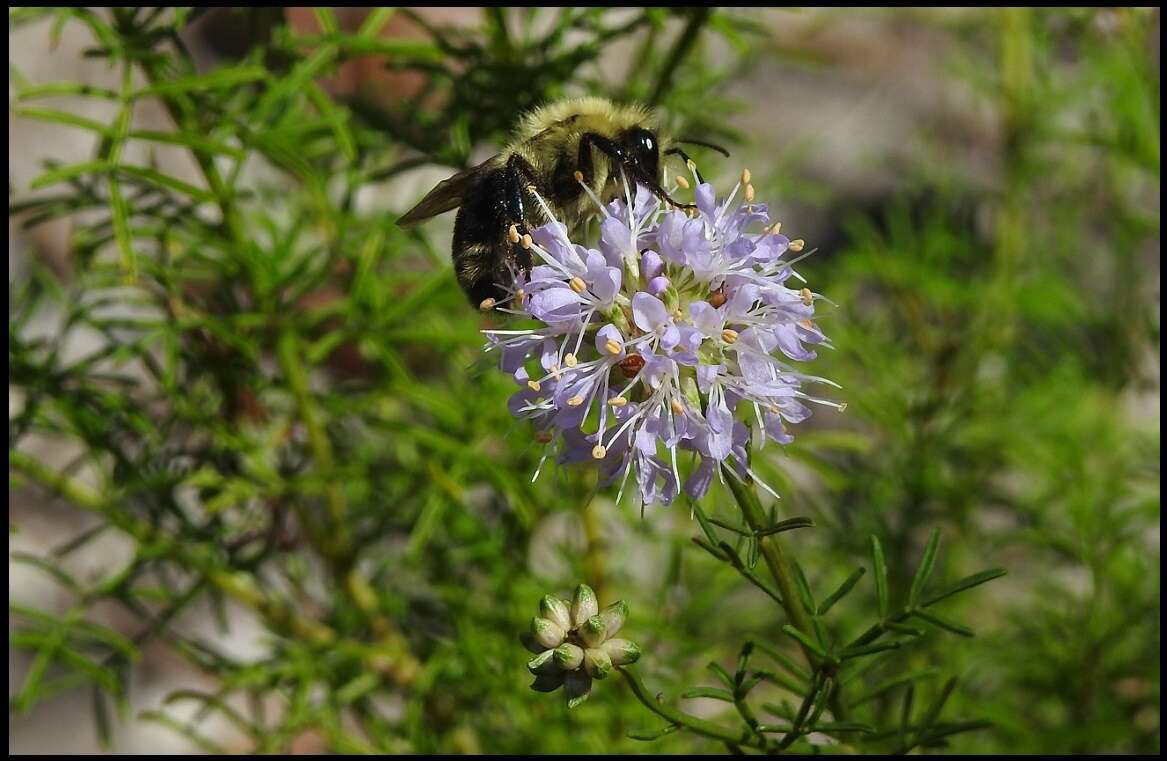 Image of Feay's prairie clover