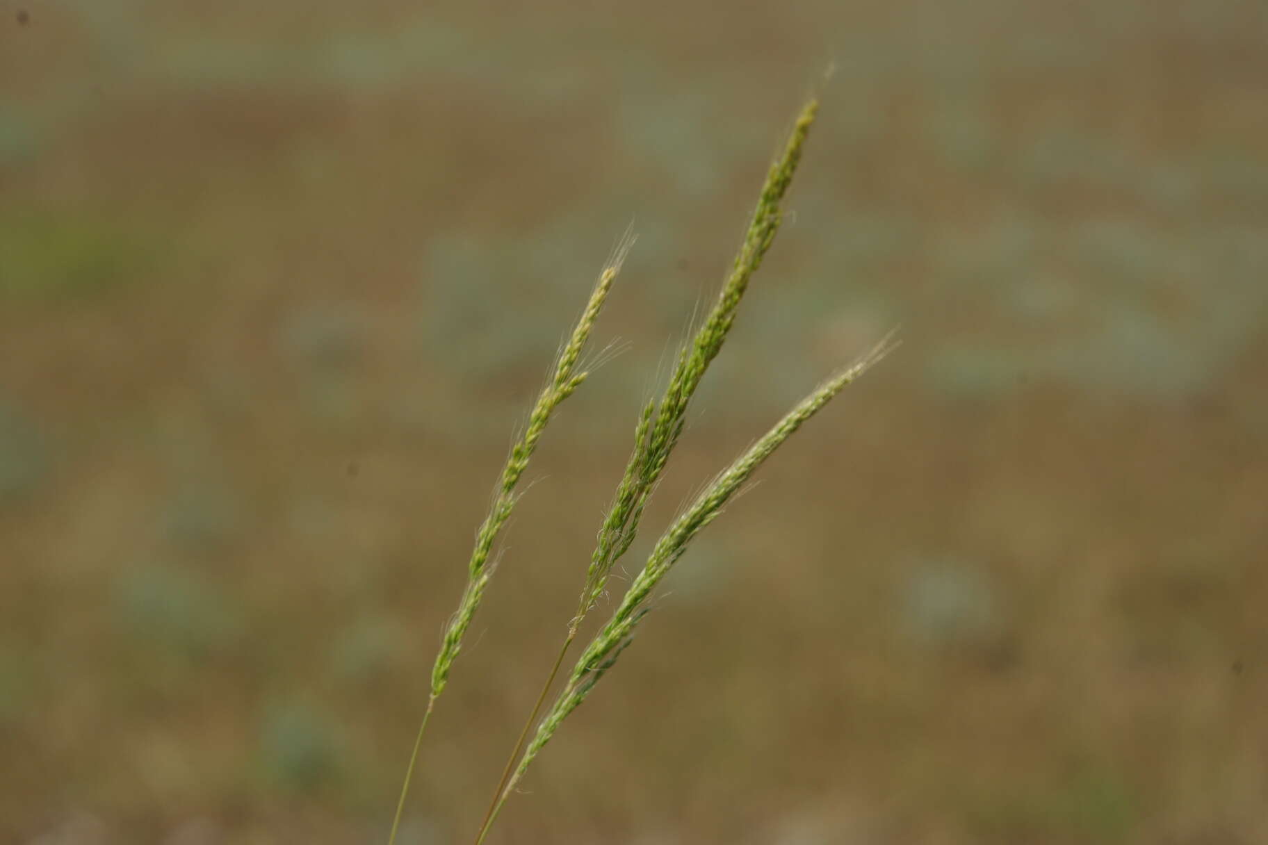 Image of dense silkybent