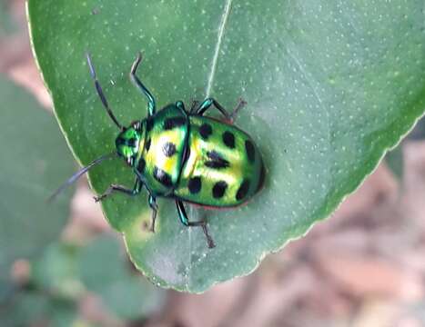 Image of Chrysocoris stollii (Wolff 1801)