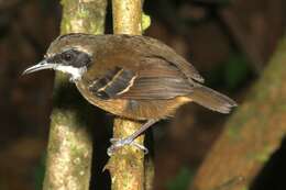 Image of Black-faced Antbird