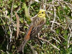 Sivun Emberiza citrinella caliginosa Clancey 1940 kuva