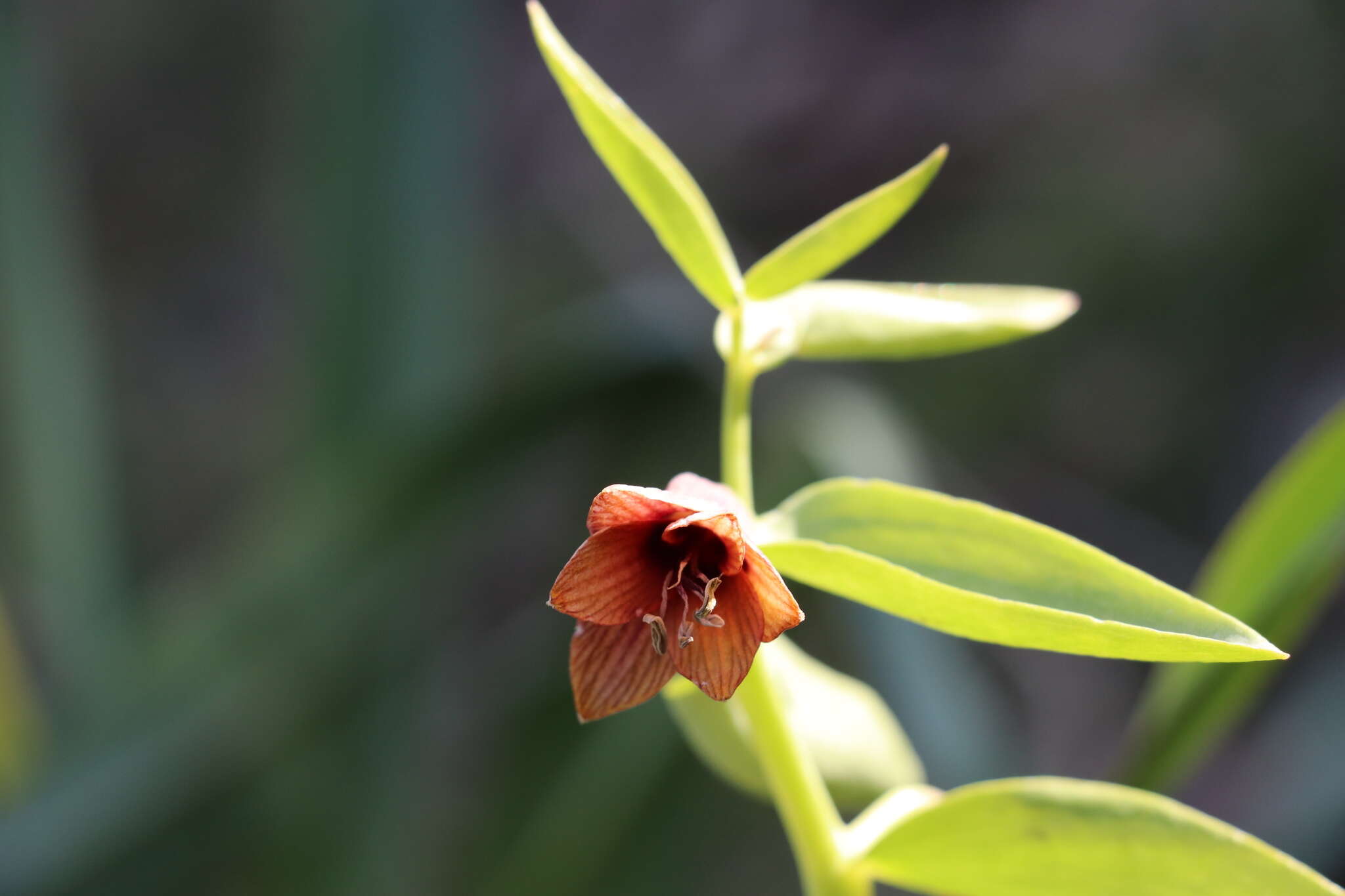 Image of Fritillaria sewerzowii Regel