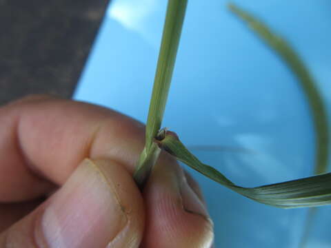 Image of Hordeum stenostachys Godr.