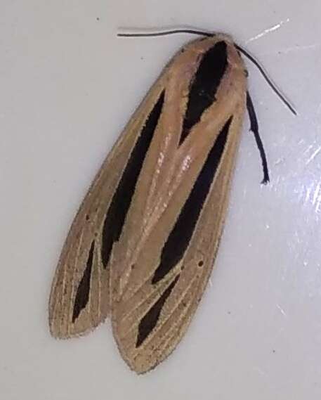 صورة Creatonotos gangis Linnaeus 1763